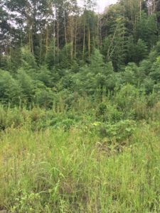 %e3%83%93%e3%83%bc%e3%82%af%e3%83%ac%e3%83%ab%e9%88%b4%e9%b9%bf%e2%91%a2