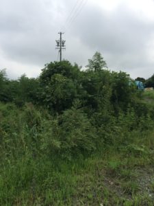 %e3%83%93%e3%83%bc%e3%82%af%e3%83%ac%e3%83%ab%e9%88%b4%e9%b9%bf%e2%91%a1